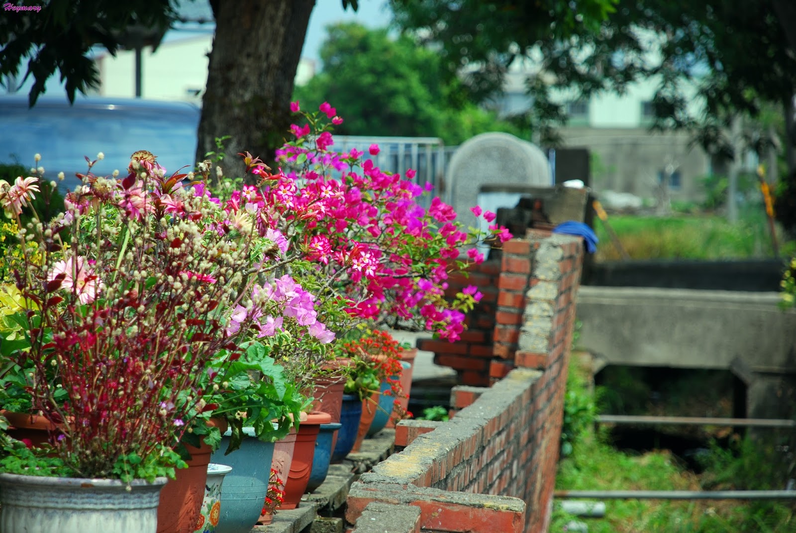 菁寮國小