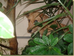 GATOS 023