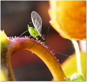 lonesome greenfly on roses
