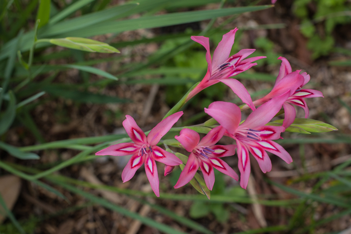 pink flowers