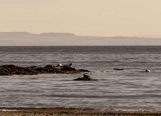 Seals Basking on their Favourite Rocks