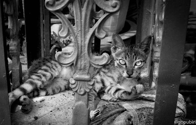 "Miaou 3" - ( Sujet : Vietnam - Mai Chau ; Materiel : Canon A1, FD 50mm , TriX 400 )