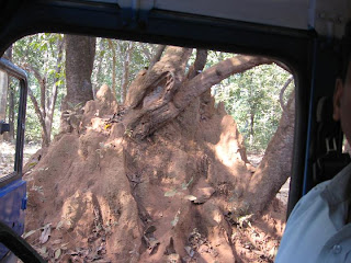 termitu namas nacionaliniame parke goa indija