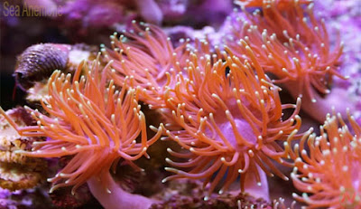 Sea anemone