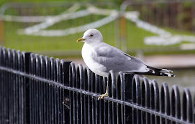 Common Gull - Simon Colenutt