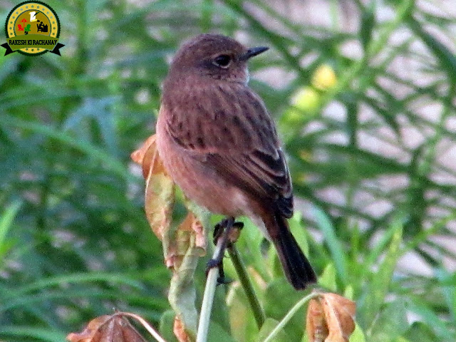 http://rakeshkirachanay.blogspot.com/2017/12/39-photography-bird-39.html