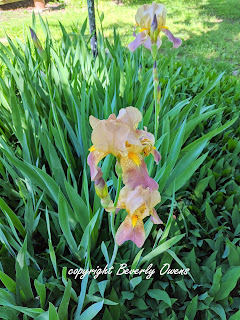 bearded iris