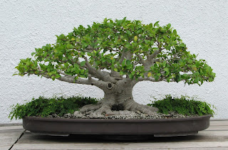 Tecnicas y cuidados del bonsai