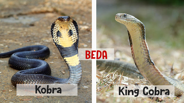 king kobra