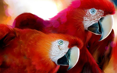 Wide Popular beautiful birds images/parrots hd image/parrots hd photos/ parrote hd wallpaper