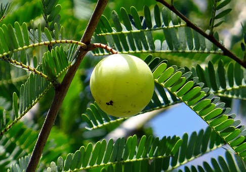 Indian gooseberry in tree