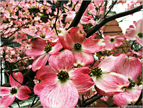 Flores Primavera 2016 