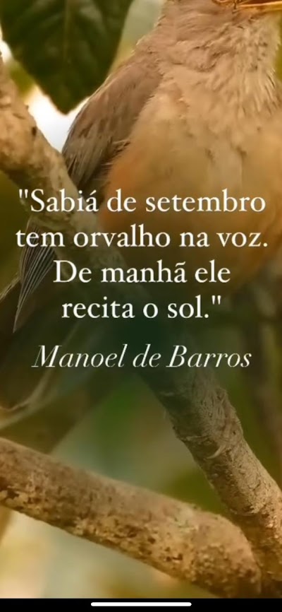  SABIÁ DE SETEMBRO TEM ORVALHO NA VOZ