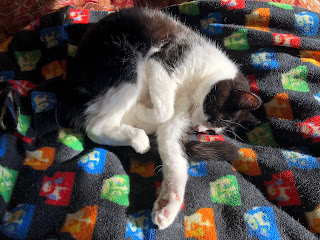 black and white cat in sunbeam on blanket