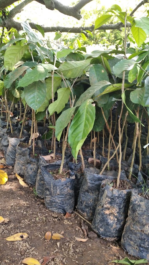 jual tanaman bibit duku palembang cepat tumbuh jakarta barat Sumatra Barat