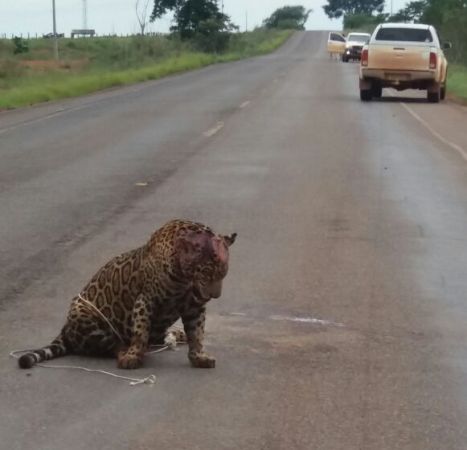 Onça pintada é morta por atropelamento entre Brasnorte e Juína