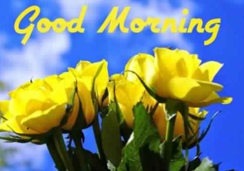 good morning image with yellow rose