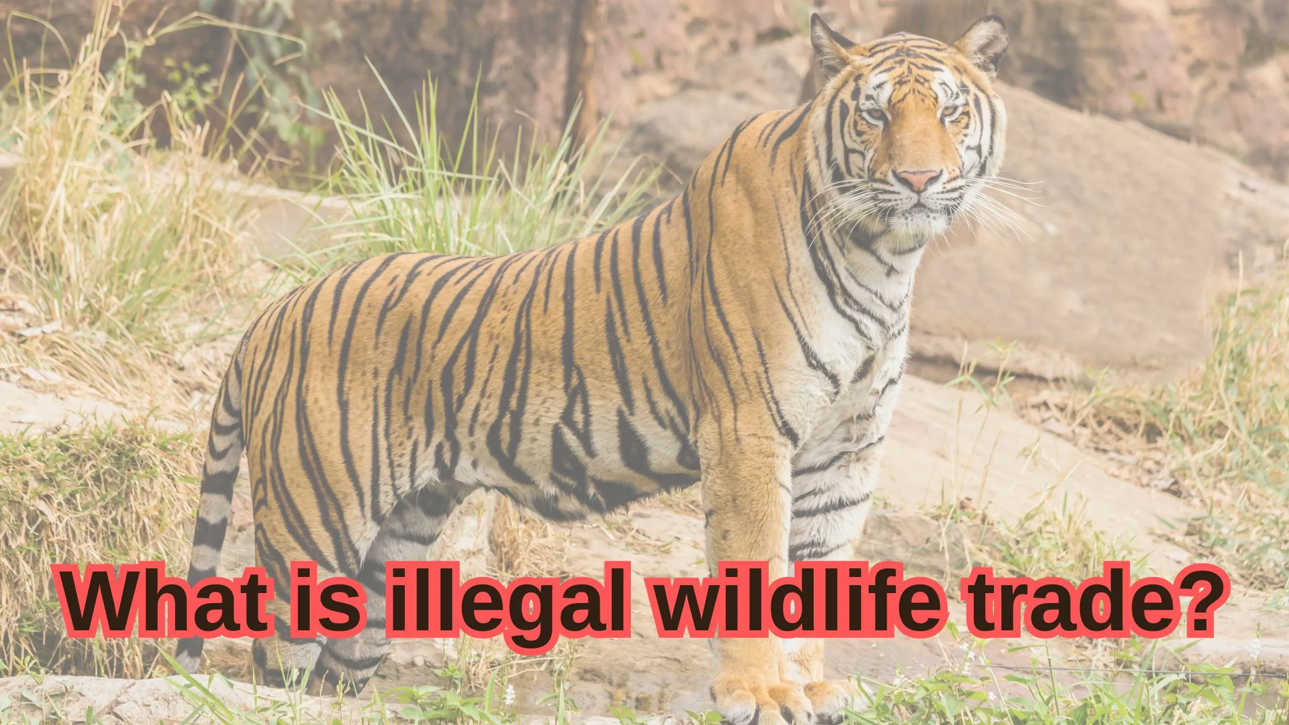 what is illegal wildlife trade?