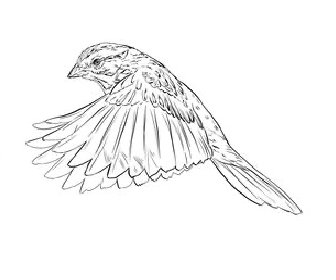 Flying-Sparrow-Tattoo-Design