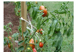 Cara menanam tomat yang benar berdasarkan ilmu pertanian