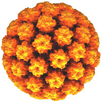 <Img src = "virus del papiloma humano.jpg". width = "150" height "20" border = "0" alt = "virus del papiloma humano">