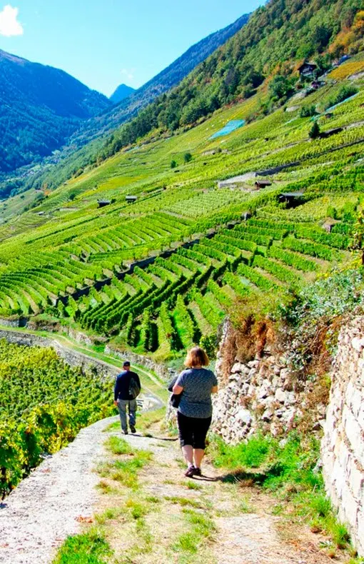 the chemins des vignes -switzerland