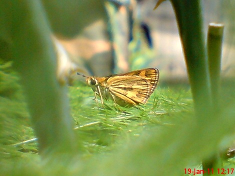 Kupu-Kupu Skipper Taractrocera archias