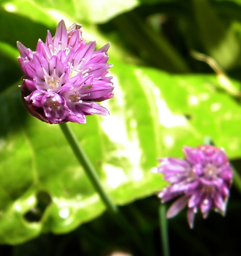 Chive Flowers