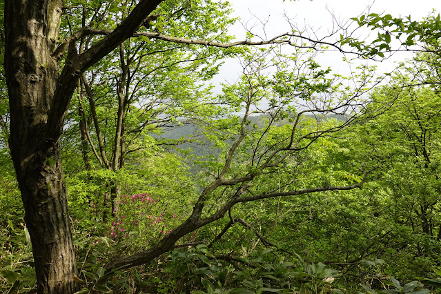 鳥取県西伯郡大山町長田 孝霊山登山道からの眺望