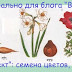 Как растут многолетние цветы.