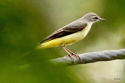 "Gray Wagtail - Motacilla cinerea, wonter visitor, perched on a cable."