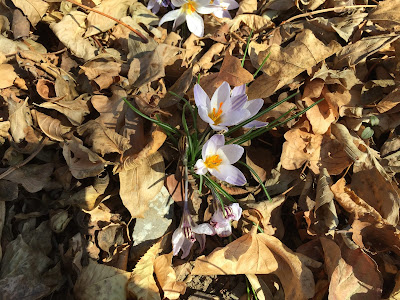 Crocus and brown leaves.