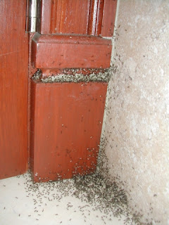 ant invasion, La Ceiba, Honduras