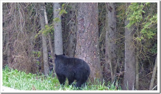 Black Bear, Kootenay National Park 