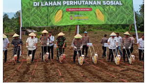Sekda Minut Hadiri Giat Penanaman Jagung Serentak Kuartal III di Desa Laikit
