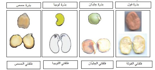 التكاثر بالبذور والظروف الملائمة للإنبات