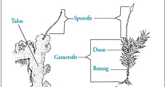 Tumbuhan Lumut  Bryophyta Ciri ciri Klasifikasi 