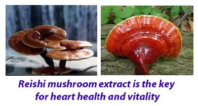 Reishi mushrooms benefits 5