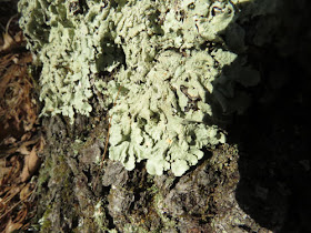 parmelia lichen