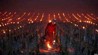 Suhu Udara Turun Drastis, Petani Perancis Nyalakan Lilin untuk Selamatkan Tanaman Anggur