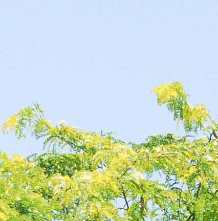Sunburst Honey Locust Tree Pros and Cons, Growth Rate, Care, Problems