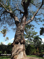 Earpod tree, Foster Botanical Garden - Honolulu, HI