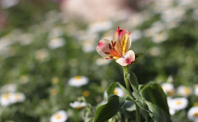 Peruvian Lily Flowers Pictures