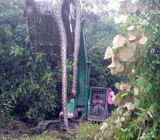 Photo of Huge (55ft) snake shocks World