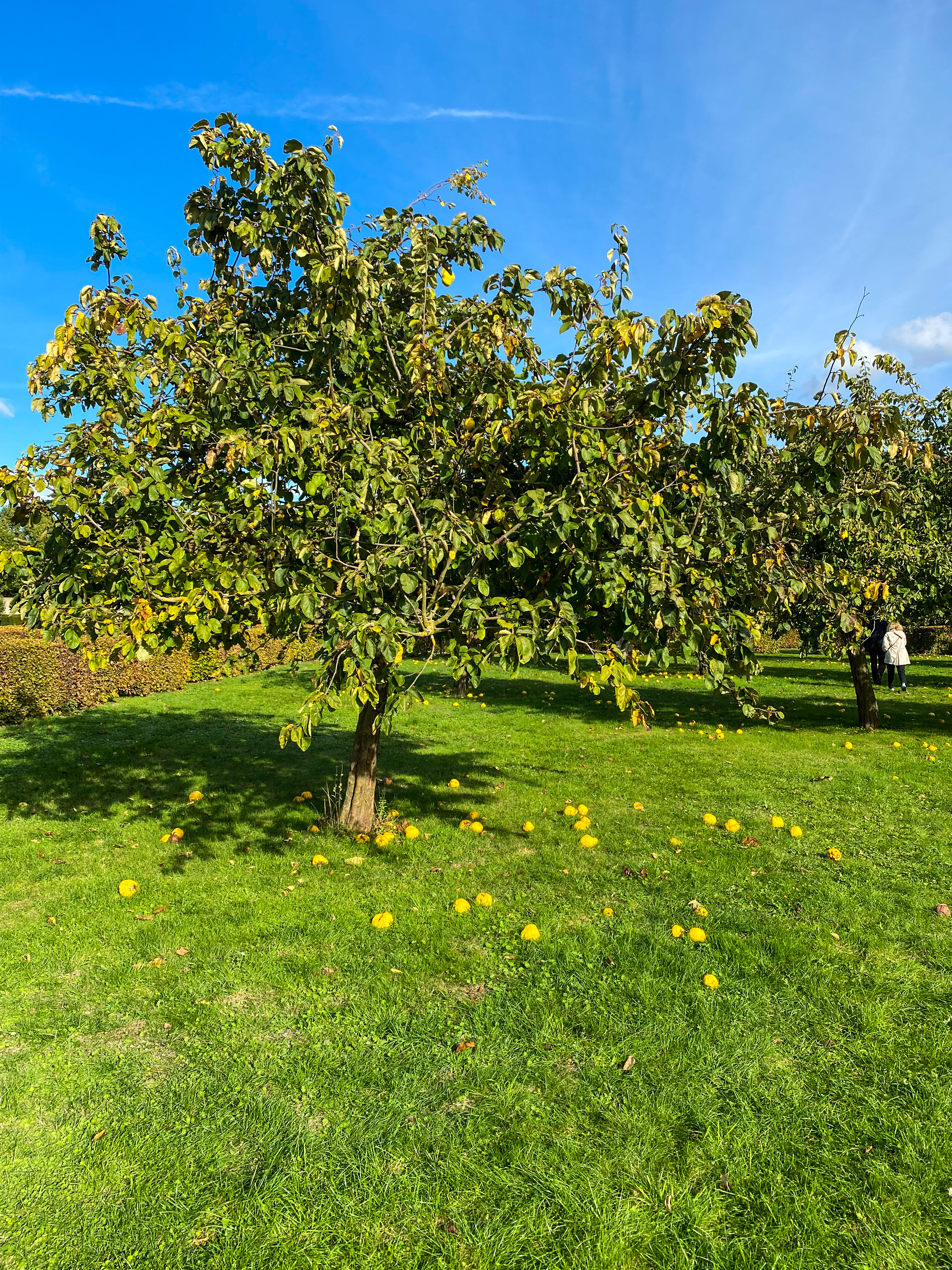 Autumn Colours @ Chippenham Park Gardens