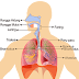 21+ Makalah Anatomi Fisiologi Sistem Pernapasan