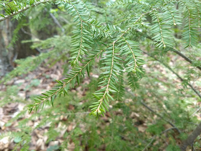 hemlock  branch