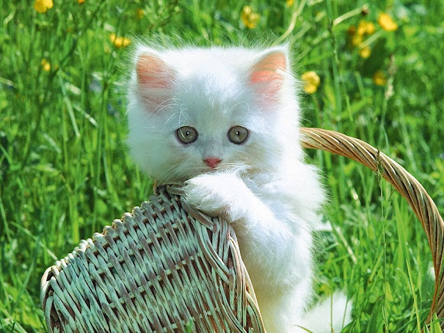 Cute Cats HD Wallpaper Free