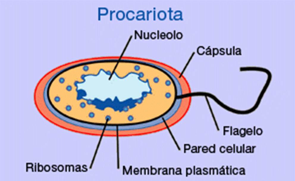 celula procariota estructura. celula procariota y eucariota.