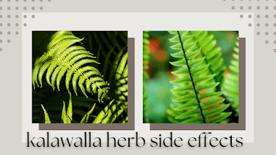 Kalawalla herb side effects